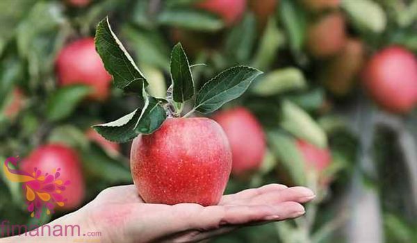 تفسير حلم التفاح في المنام للمتزوجة والعزباء موقع فى منام