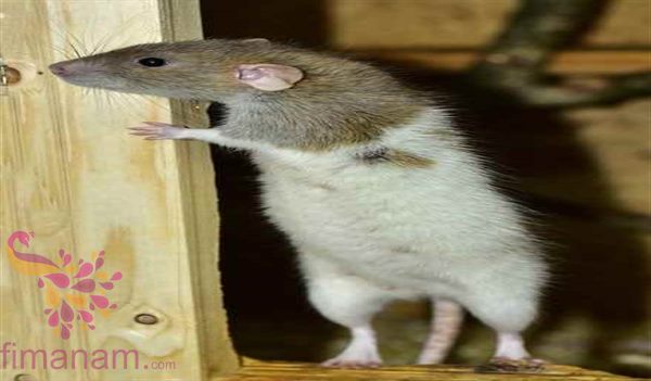 تفسير رؤية الفأر الرمادي في المنام وقتلة
